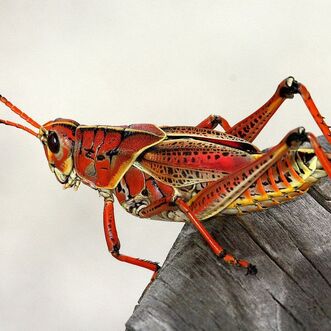 red grasshoper